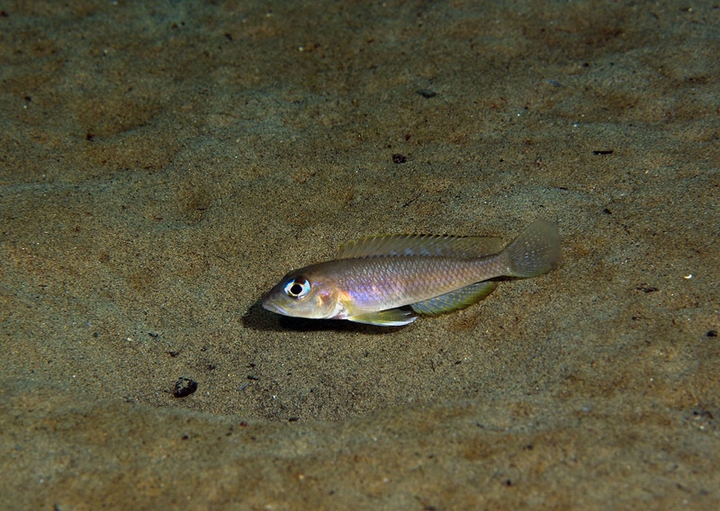 Lamprologus kungweensis 'Mkuyu'